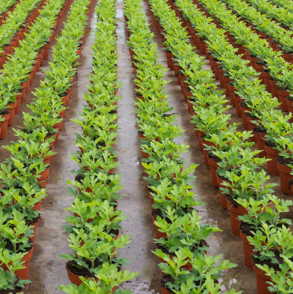 Grow Room Insulation Comfort 1st Insulation