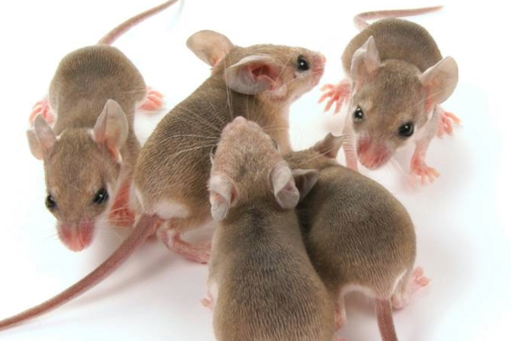 Pest Proofing